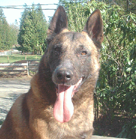 tenyr.gif (139484 bytes)