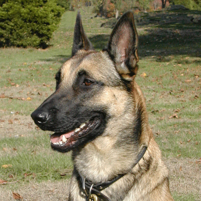 trooperheadshot.gif (551376 bytes)