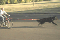 bikejour.gif (59572 bytes)
