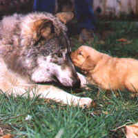 britkisscruiser.jpg (26579 bytes)