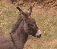 quick.gif (120938 bytes)